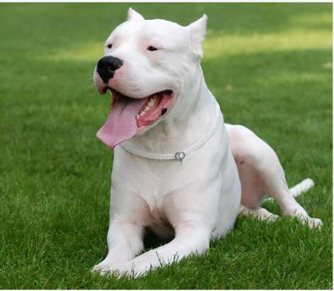 10个月的杜高犬可以配种吗-图1