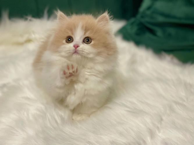 母矮脚猫生育困难吗