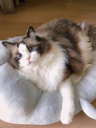 布偶猫配种后多久生宝宝-图1