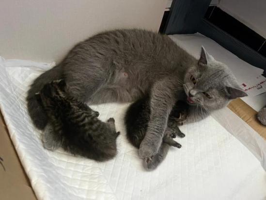 蓝猫配种后多久生宝宝-图1