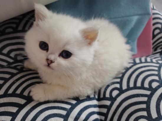 2个月银点猫的食谱