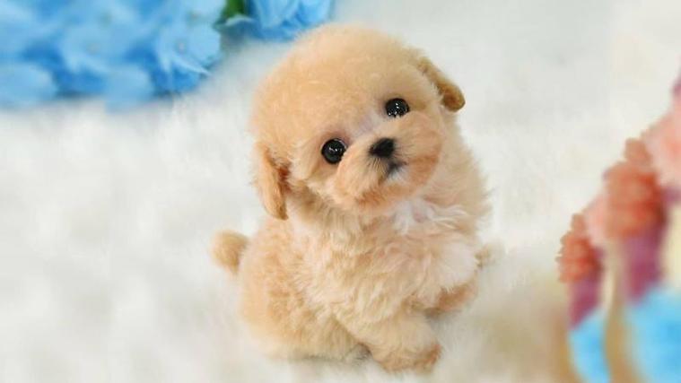 泰迪犬哪个颜色最贵-图1