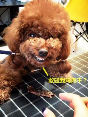 泰迪犬讨厌主人的表现-图1