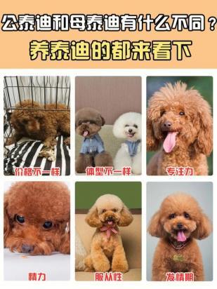 养泰迪公的好还是母的好-图1