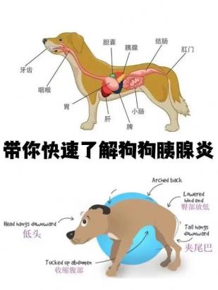 狗狗胰腺炎能吃荔枝吗-图1