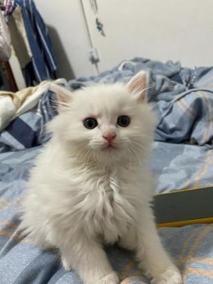 2个月狮子猫的食谱-图1