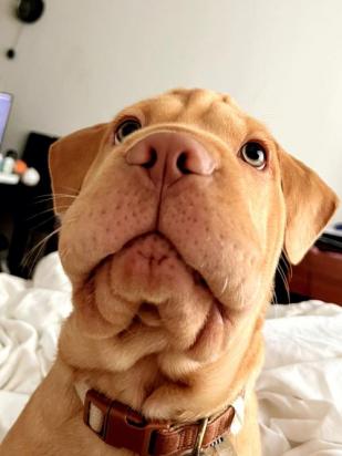 2个月沙皮犬的食谱-图1