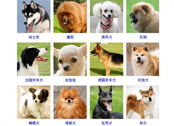 178种狗狗种类图片-图1