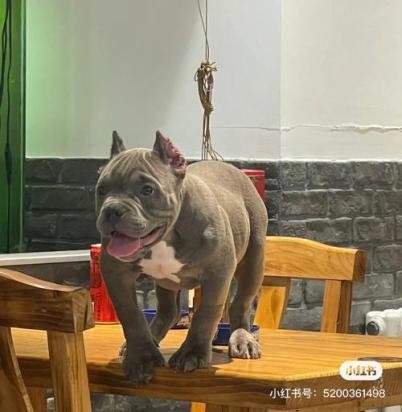 2个月美国恶霸犬的食谱-图1