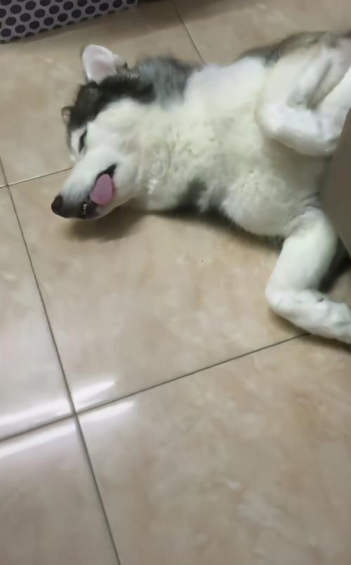 狗狗抽搐吐白沫眼睛看不见了是怎么回事-图1