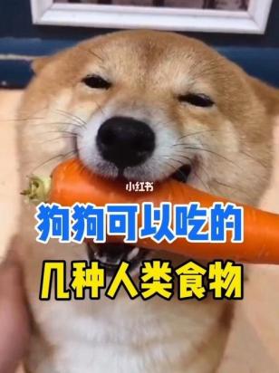 狗狗可以吃哪些人类食物-图1