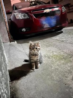 路上有猫跟着回家寓意-图1