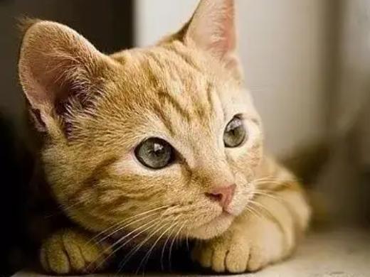 猫进店有什么预兆风水