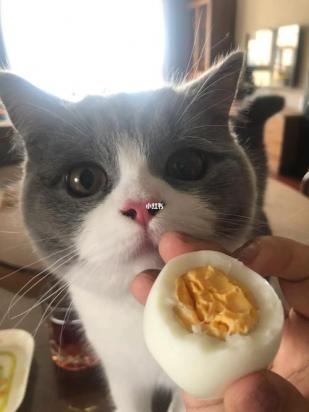 两个月小猫一顿吃多少蛋黄-图1