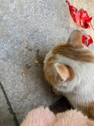 楼上养猫有味道吗-图1