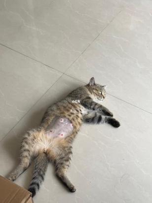 猫67天了还不生能吃能喝-图1
