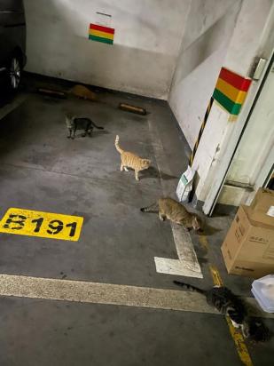 楼上养猫楼下报警有用吗