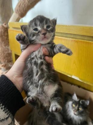 六个月是成猫还是幼猫-图1