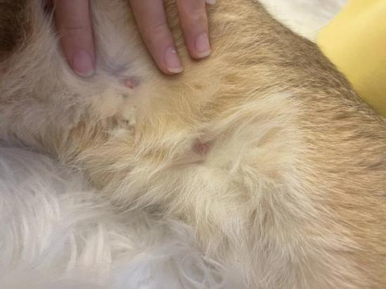 猫假孕症状