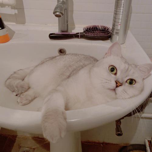 猫爱在卫生间里叫怎么办