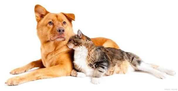 猫见到狗的时候是什么反应-图1
