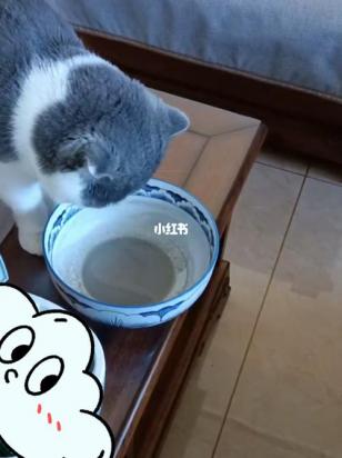 猫可以喝豆浆吗-图1