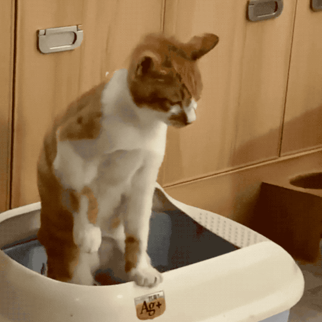 猫拉屎在家门口吉不吉利-图1