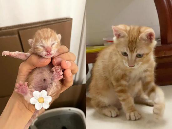 猫可以当宠物养吗-图1