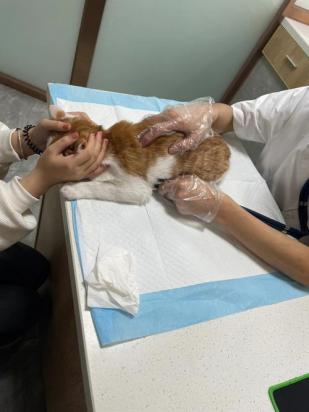 猫几个月可以做绝育-图1