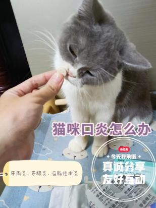 猫口炎怎么治疗彻底呀?-图1