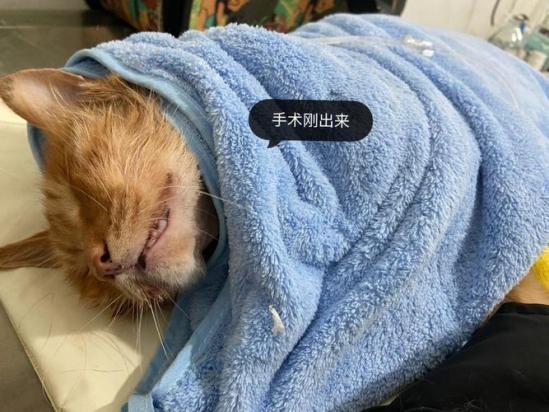 猫拔牙手术教程-图1