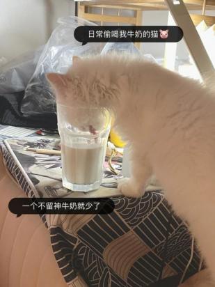 猫可以喝人的纯牛奶么-图1