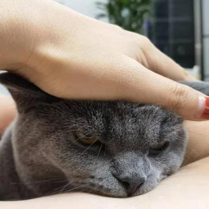 猫可以一辈子不出门吗-图1