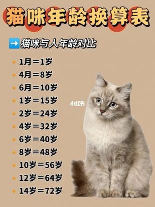 猫几岁才算成年