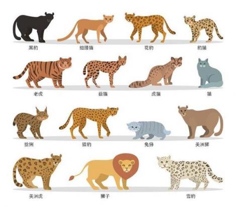 猫科动物实力排名-图1