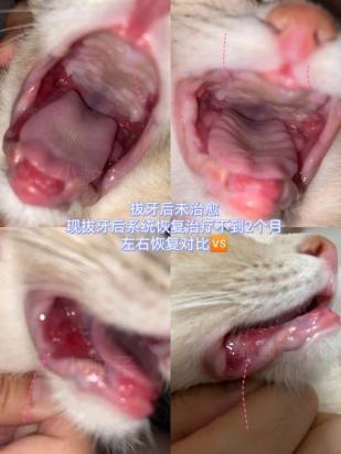 猫口炎全口拔牙更严重了-图1