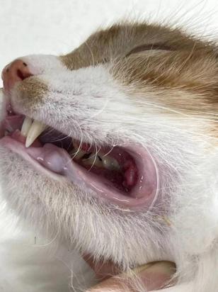 猫口炎拔牙后复发概率-图1