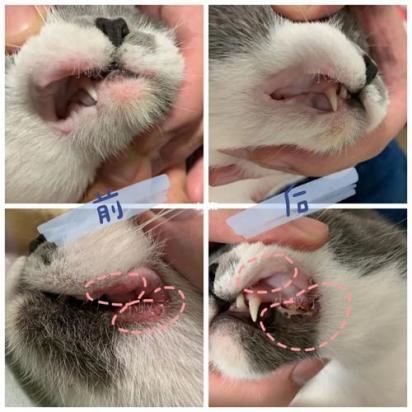 猫口炎和肉芽肿的区别-1