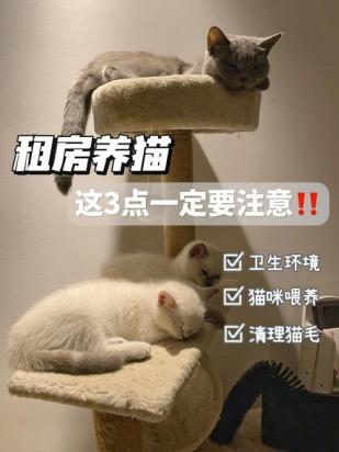 楼房怎么养猫干净卫生-图1
