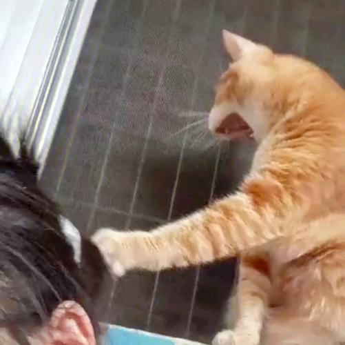 猫挨打之后有几种表现-图1