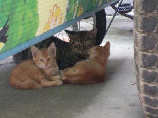 楼上养猫对楼下有影响吗-图1