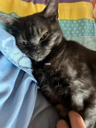 猫B有火是什么意思