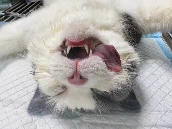猫绝育不做生化要紧么-图1