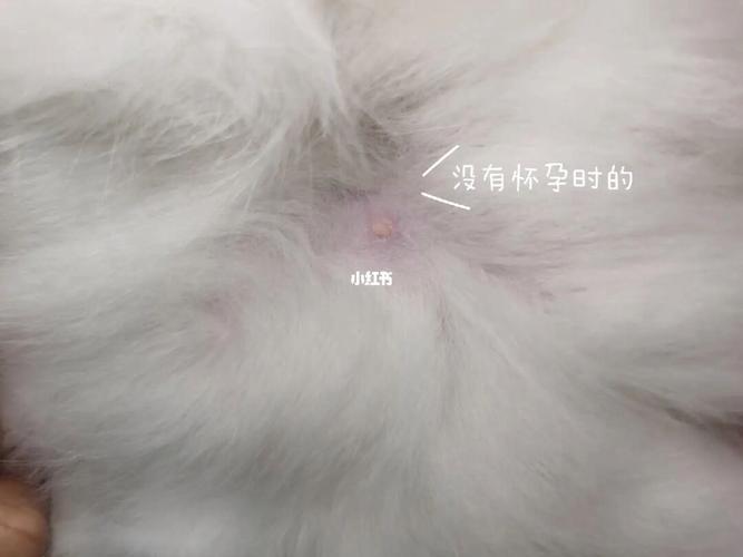 猫几岁可以生育-图1