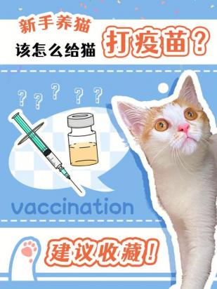 猫狂犬疫苗多少钱一针