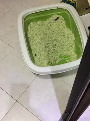 猫拉墨绿色的稀屎但是很活泼-图1