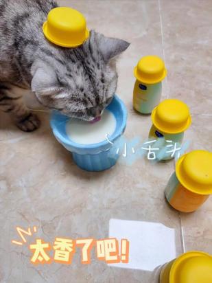 两个月幼猫可以喝酸奶吗-图1