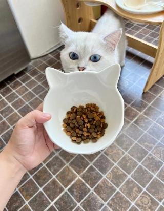 猫爱吃的东西是什么-图1