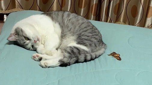 猫拉屎在床上是吉是凶-图1