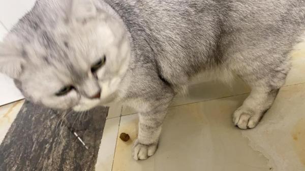 猫拉屎前把猫砂刨到底